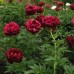 Пион Paeonia Armani